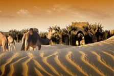 Desert Activity
